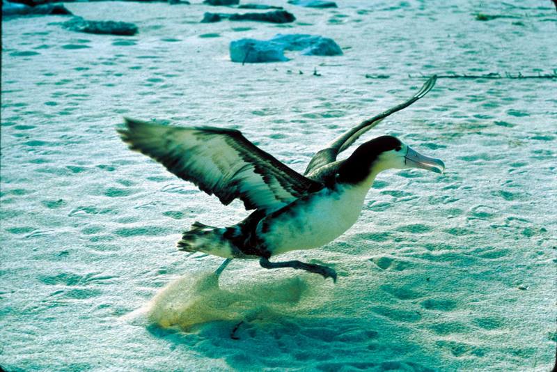 Immature Short-tailed Albatross.jpg