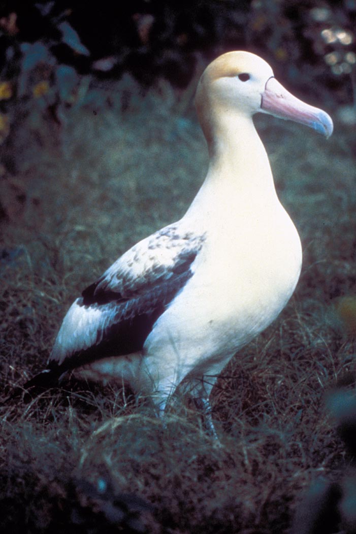 Short-tailed Albatross.jpg