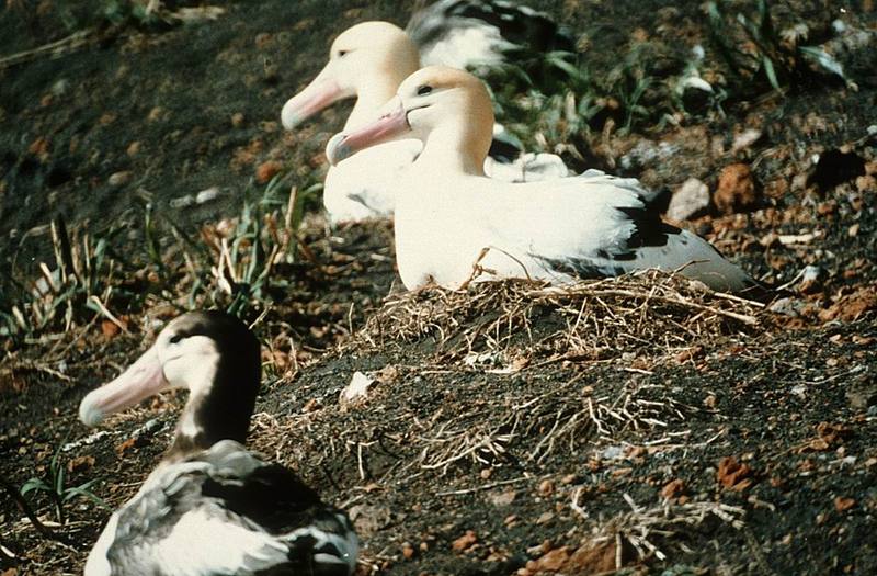 Short-tailed Albatross Nesting.jpg