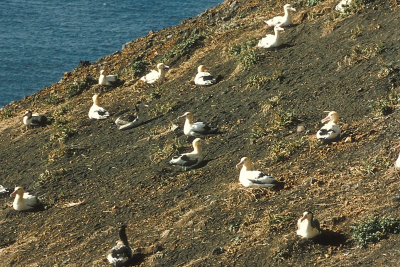 Short-tailed Albatross Nesting.jpg