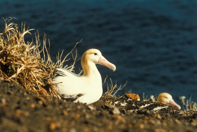 Short-tailed Albatross on Nest.jpg