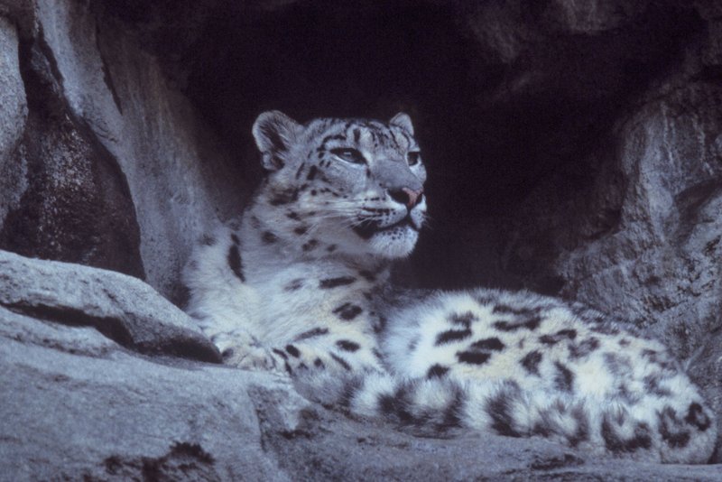 Leopard, Snow.jpg