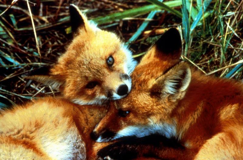 Red Fox Kits.jpg