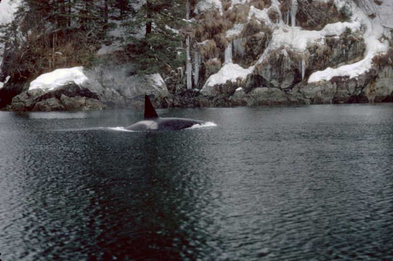 Orca in Prince William Sound.jpg