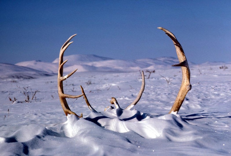Caribou Antlers in the Snow.jpg