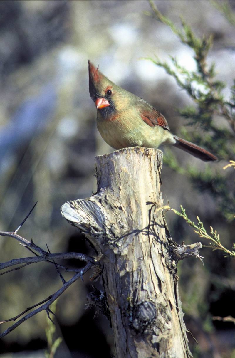 Northern cardinal-female.jpg