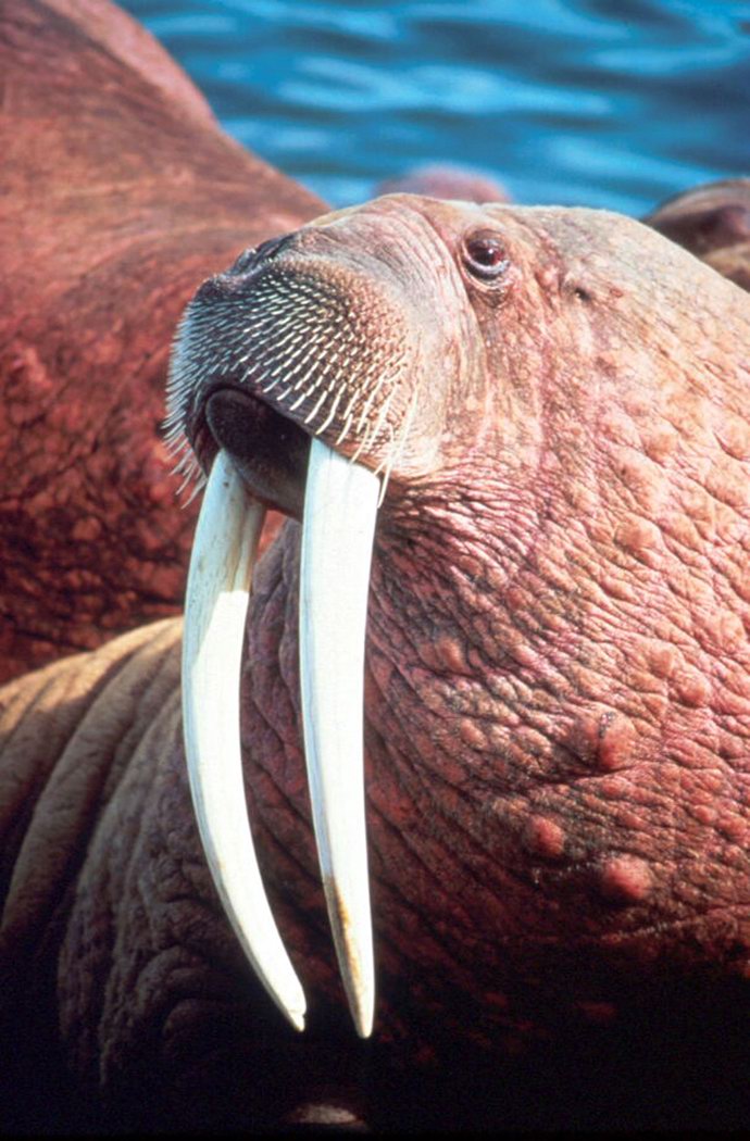 Walrus.jpg