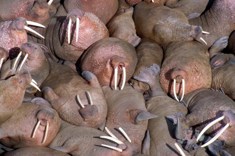 Walrus Group at Haul Out.jpg