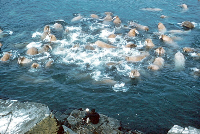 Walrus Herd.jpg