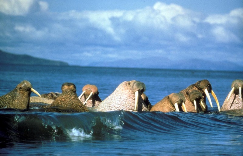 Walrus Herd in Water.jpg