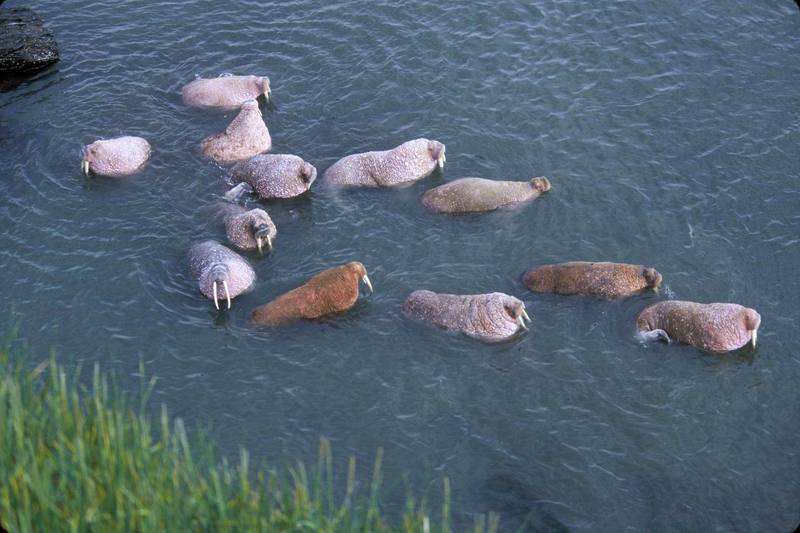 Walrus on Togiak National Wildlife.jpg