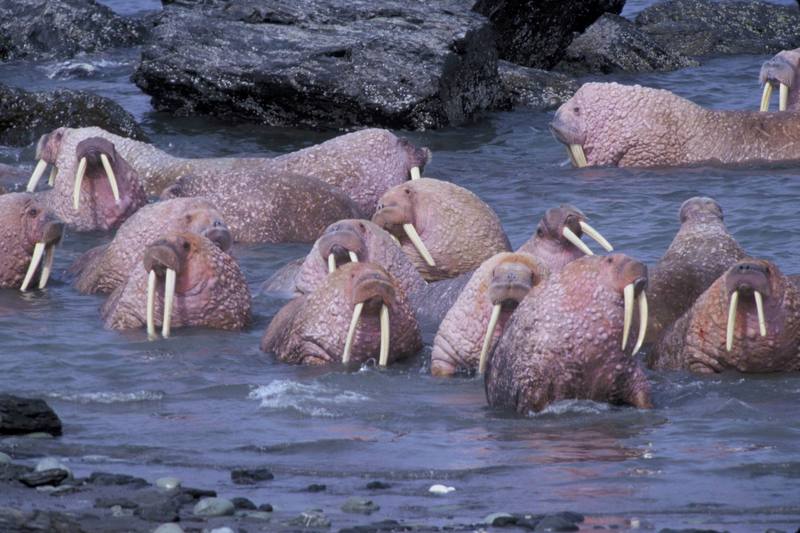 Walrus on Togiak National Wildlife Refuge.jpg