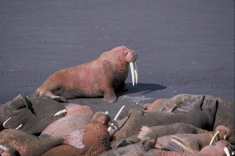Walrus on Togiak National Wildlife Refuge.jpg