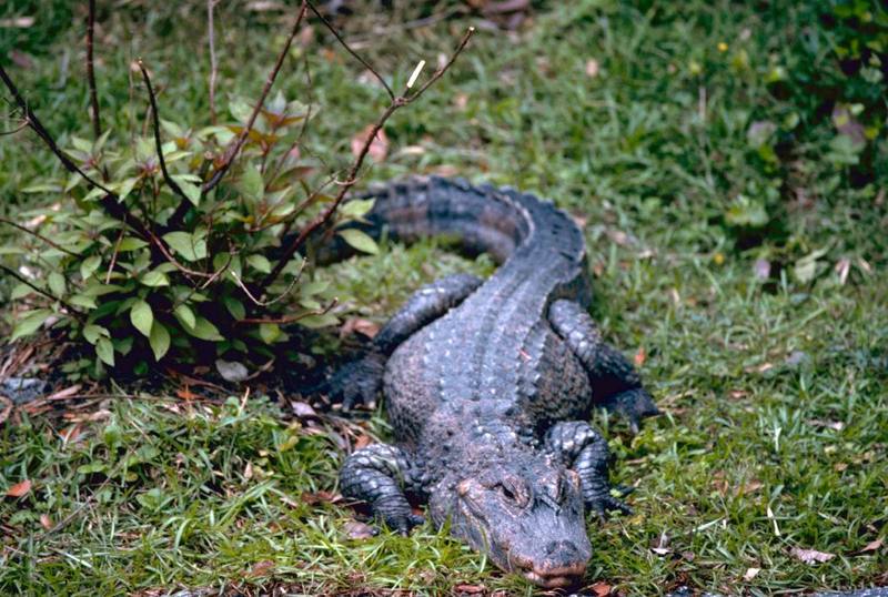 Chinese Alligator.jpg