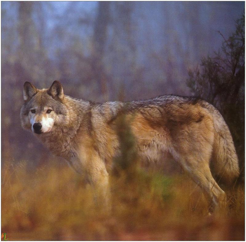 Wolves99 006.jpg