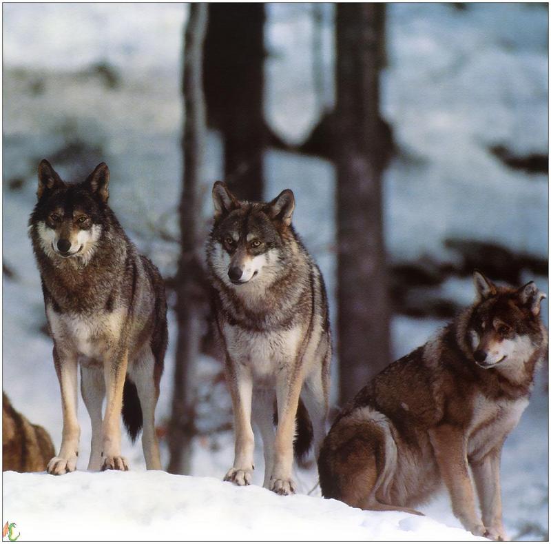 Wolves99 012.jpg