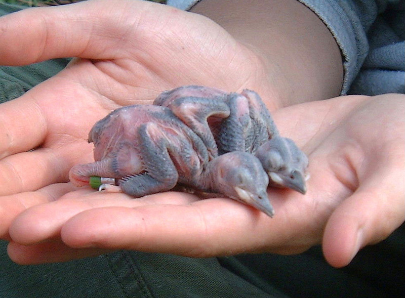 Two day old red cocaded woodpeckers.jpg