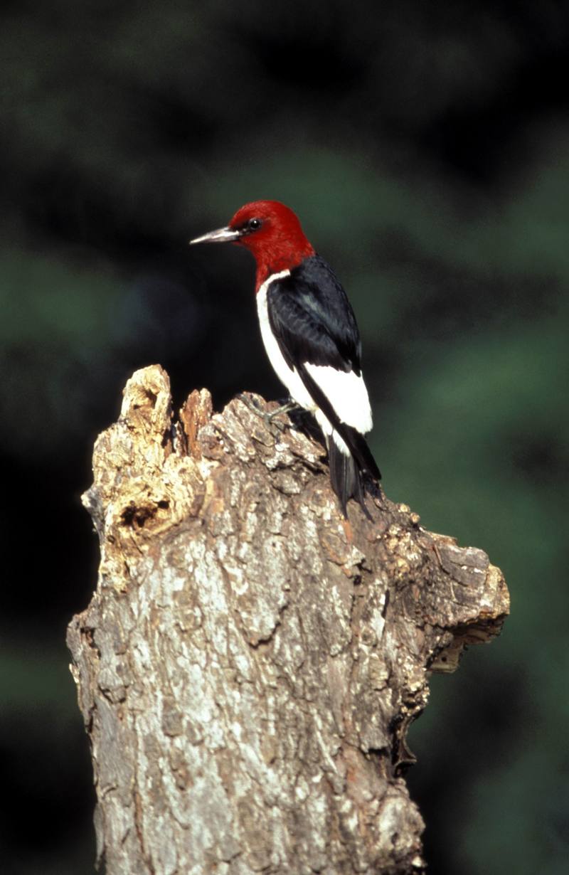 Red-headed woodpecker.jpg