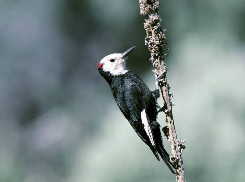 White-headed woodpecker.jpg
