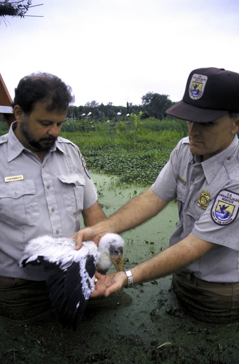 FWS Workers with Wood Stork Chick.jpg