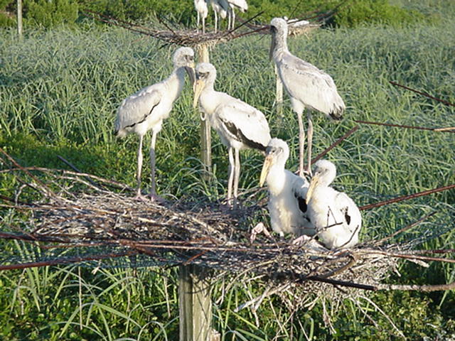 Wood storks on nest.jpg