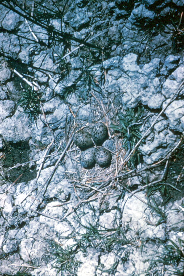 American Avocet Nest.jpg