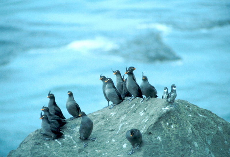 Crested Auklets and Least Auklets.jpg