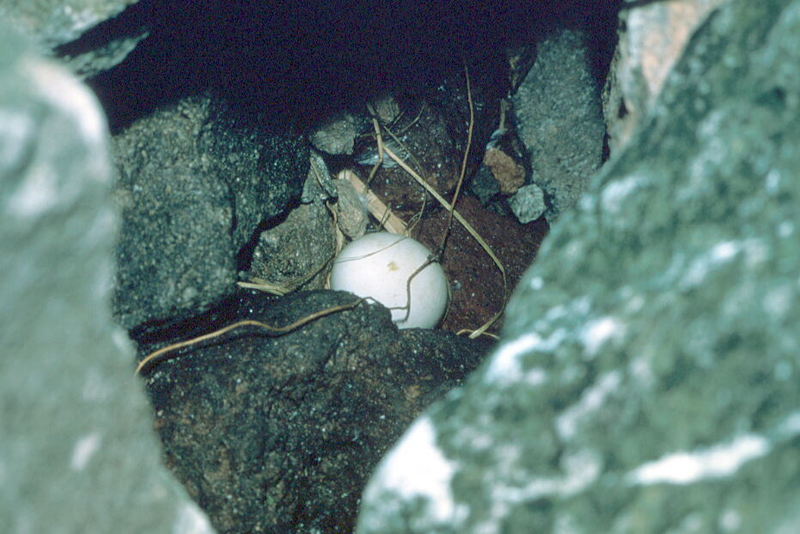 Crested Auklet Nest.jpg
