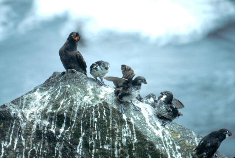 Least Auklet and Crested Auklet.jpg