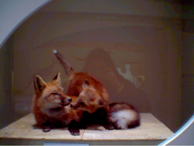 FOX FAMILY.jpg