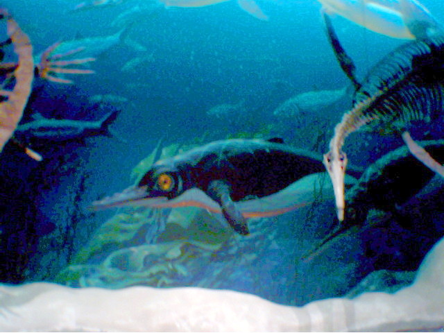 PENQUIN.jpg