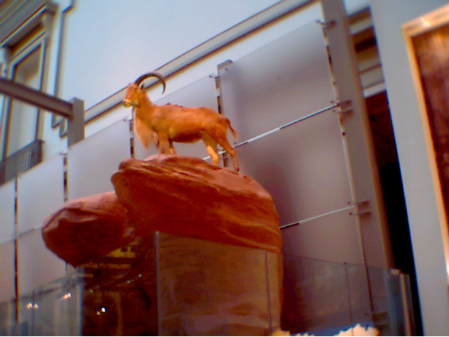 WILDGOAT (PHOTO 1).jpg