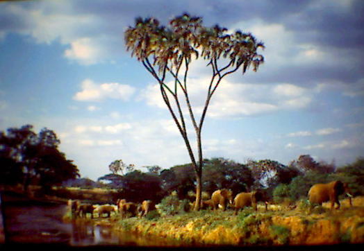 AFRICA SAVANAHHA.jpg