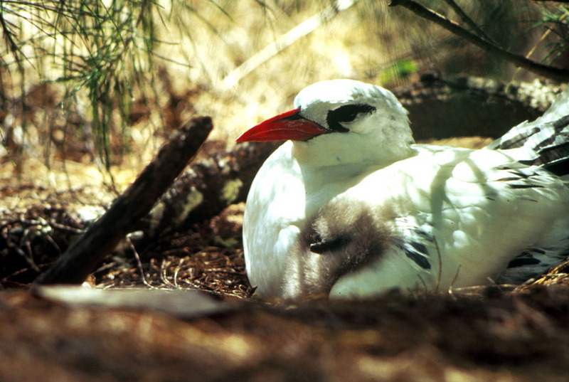 Red-tailed Tropicbird and Chick.jpg