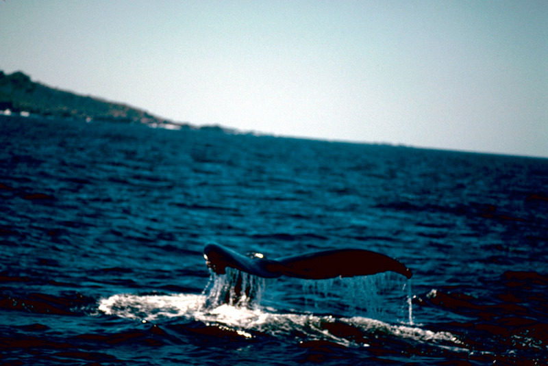 Humpback Whale Mexico.jpg