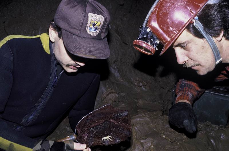 FWS Employees Exploring for Blind Cave Crawfish.jpg