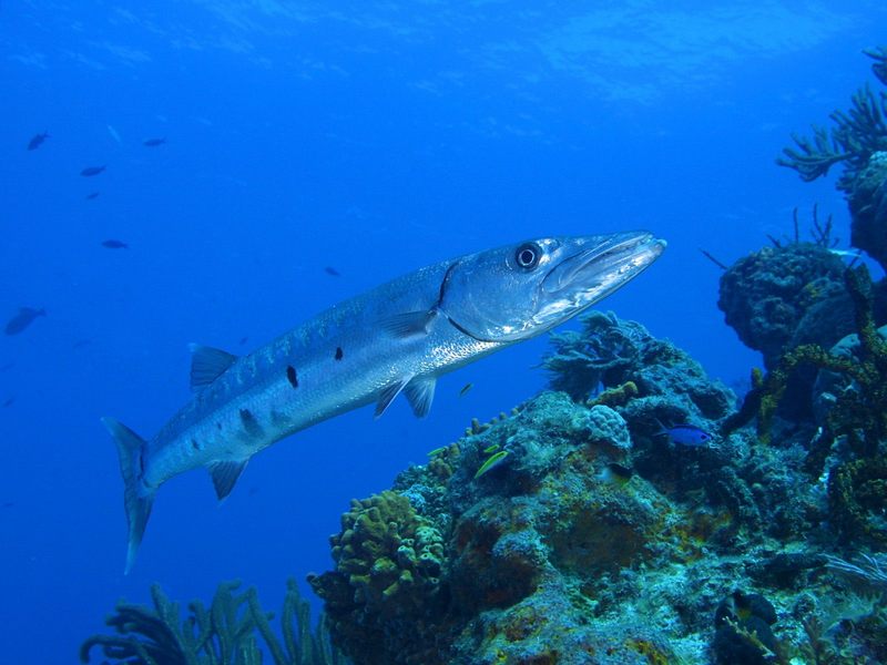 Barracuda Bahama Reef.jpg