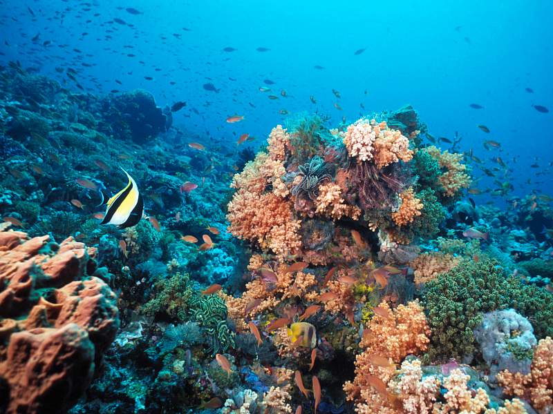 Coral Reef Lembongan Indonesia.jpg
