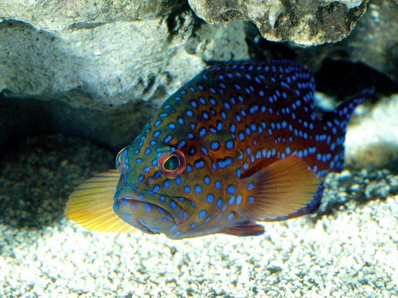 Coral Trout Red Sea.jpg