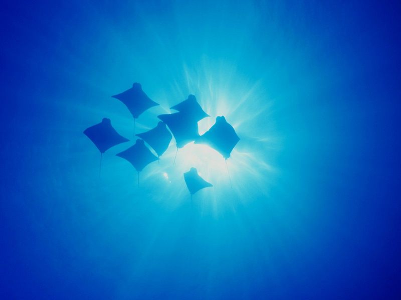 Cownose Rays Galapagos Islands.jpg