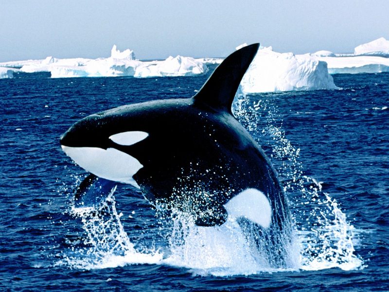 Emerging Killer Whale.jpg