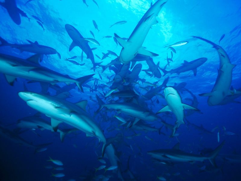 Feeding Frenzy Gray Reef Sharks Bahamas.jpg