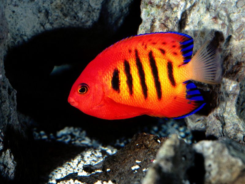 Flame Angelfish.jpg