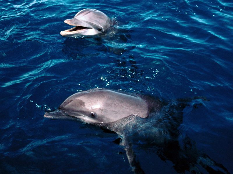 Frolicking Dolphins Honduras.jpg