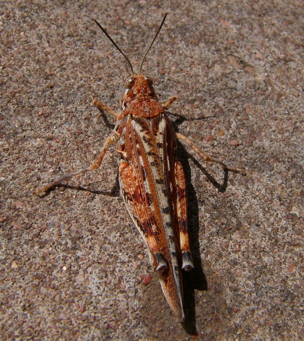 orange grasshopper 2.jpg