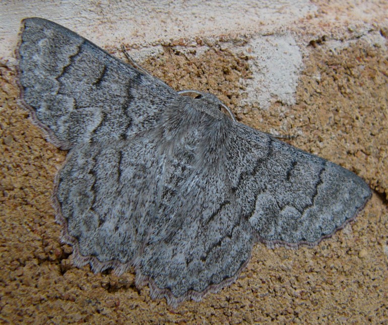 grey moth 2.jpg