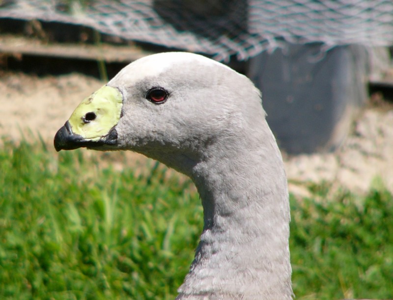 Cape Barren goose.jpg