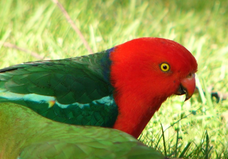 king parrot.jpg