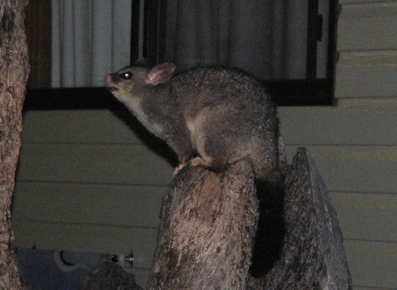 possum 1.jpg