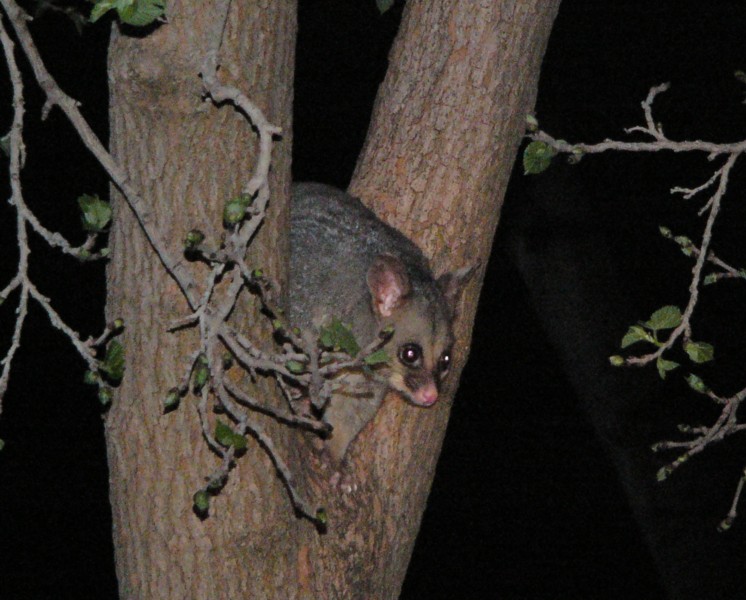 possum 2.jpg